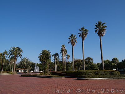 宮崎県総合運動公園のパームツリー