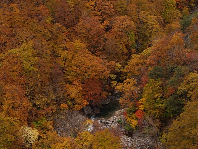城ヶ倉渓谷の紅葉