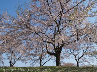 八郎潟の桜